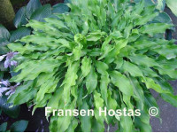 Hosta 